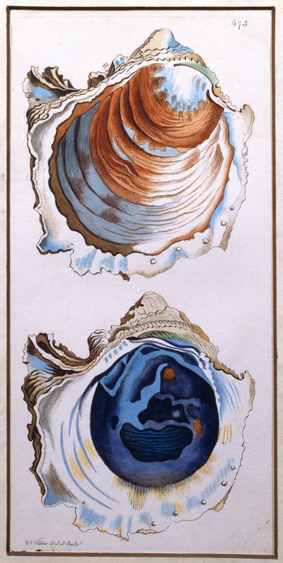 Oyster Shell, published by Shaw by Richard Polydore Nodder